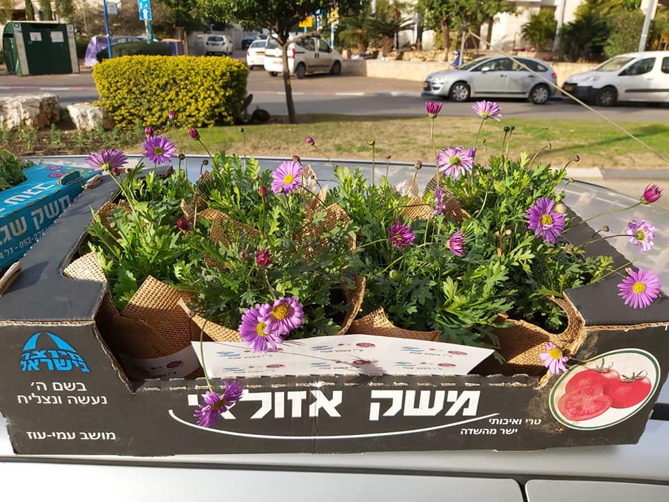 ארגז עם שתילים
