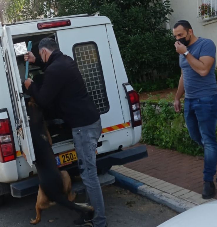 מנהל הפיקוח העירוני שמעון ברוכים, עם השרות הווטרינרי במבצע ללכידת כלב מסוכן בעיר