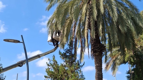 גיזום ענפים לסוכות 2.jpg