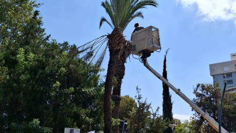 גיזום ענפים לסוכות 4.jpg