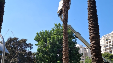 גיזום ענפים לסוכות 6.jpg