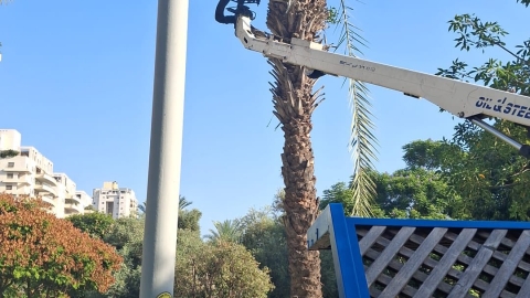 גיזום ענפים לסוכות 5.jpg