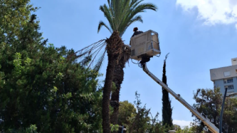 גיזום ענפים לסכך.png