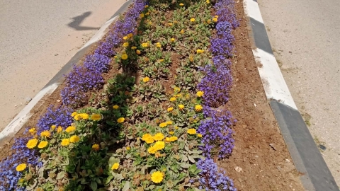 אביב הגיע, פרח בא 5.jpg