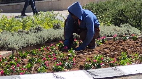 בעת שמואל פורחת 30 אלף פרחי עונה נשתלו ברחבי העיר 1.jpg
