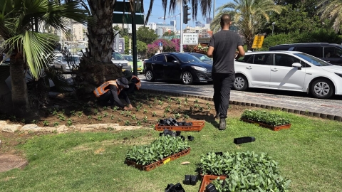 בעת שמואל פורחת 30 אלף פרחי עונה נשתלו ברחבי העיר 2.jpg