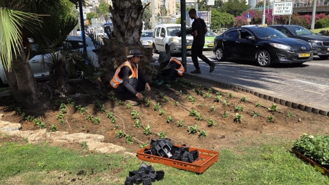 בעת שמואל פורחת 30 אלף פרחי עונה נשתלו ברחבי העיר 4.jpg